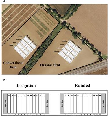 Conventional management has a greater negative impact on Phaseolus vulgaris L. rhizobia diversity and abundance than water scarcity